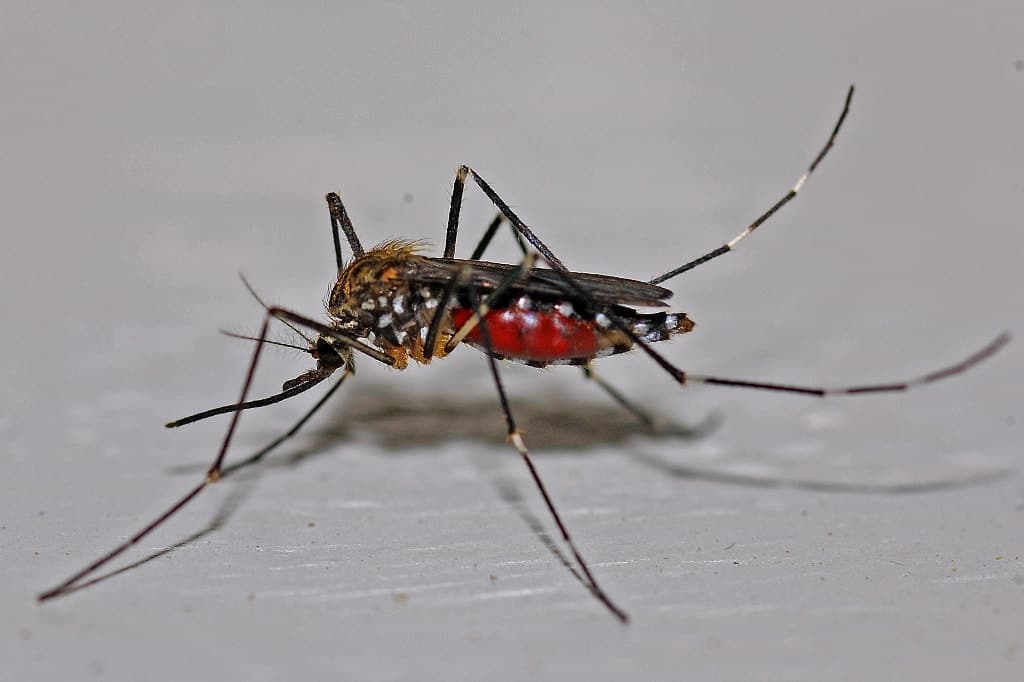 Coconut Oil as Mosquito Repellant