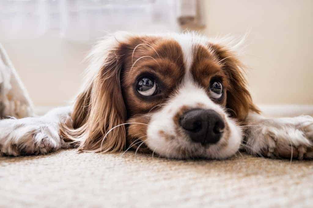 Coconut Oil for Dogs