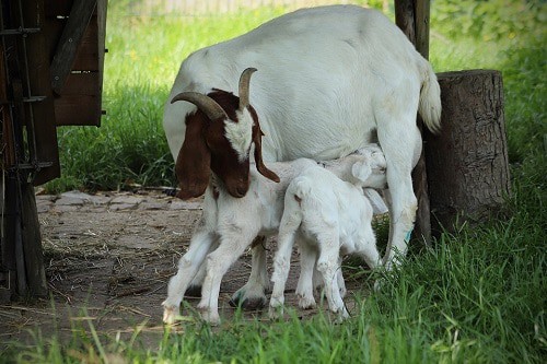 A mother goat with twin little goat