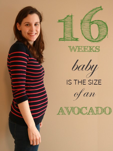 16 weeks pregnant