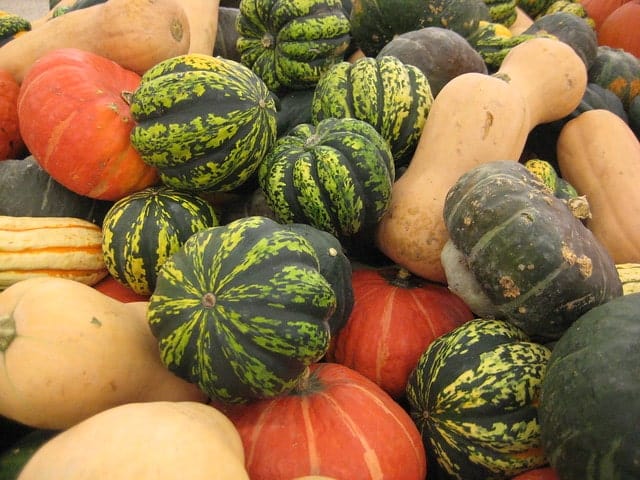 Squash