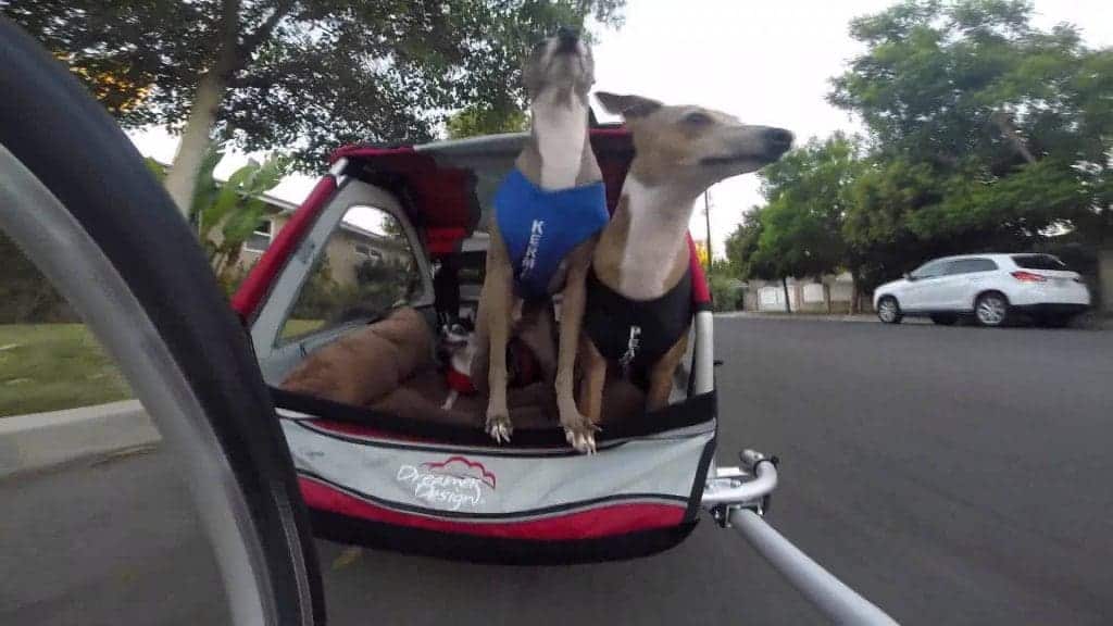 Can my baby take her dog with her in the baby trailer