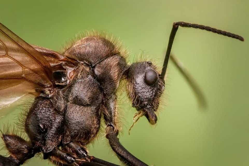 Ant Close Up Look