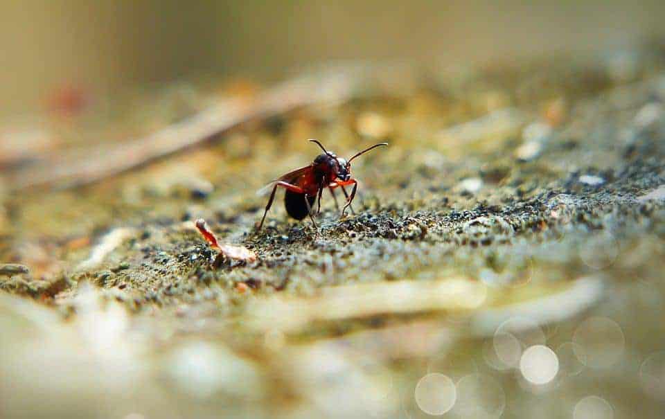 Female ant is walking at the land