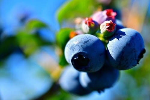 Four pieces of blueberries a