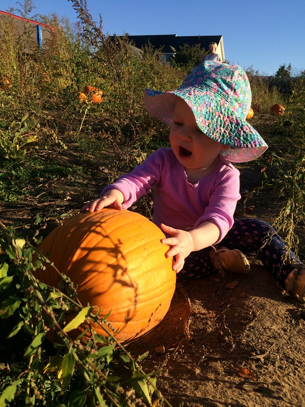 mccrays farm pumpkin patch