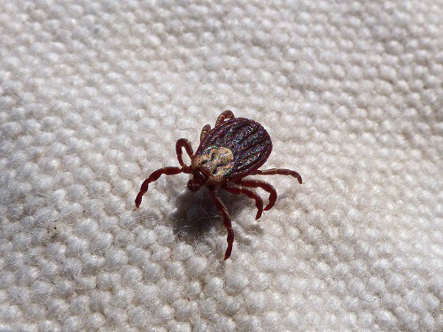 mite in a white background