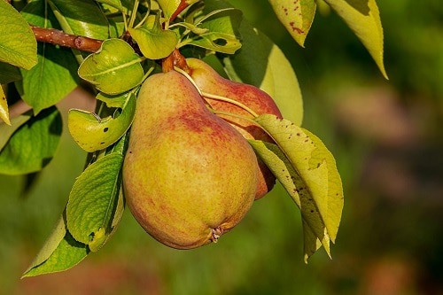 two redish pear