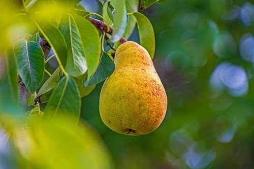 single yellow pear