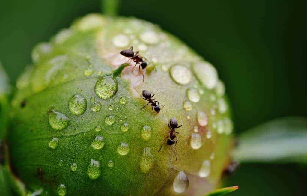 ant in a peony with rain drops