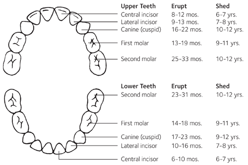 why is baby waking up at night teeth chart