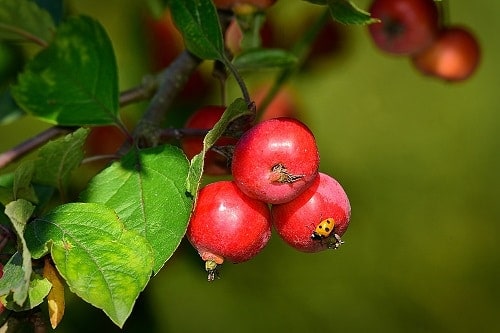 Apple Berry Fruit