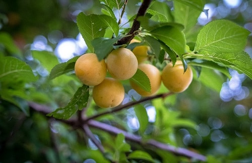 Peach plum in a tree