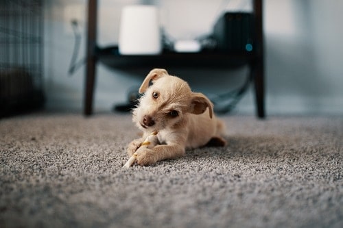 Puppy lying on a carpet
