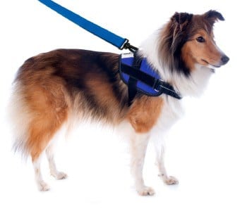 dog on leash similar to child leash