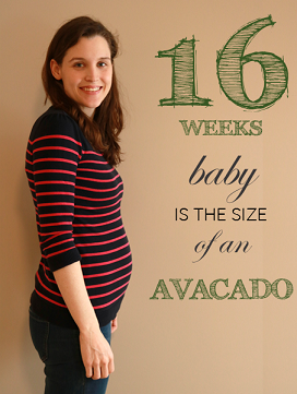16 weeks pregnant baby bump
